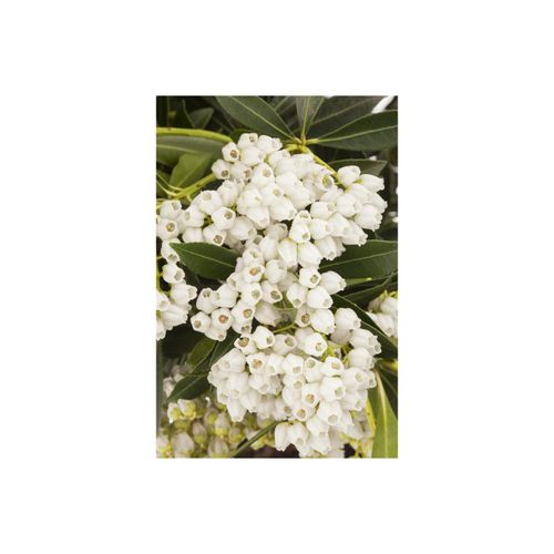 4063654248279 - Pieris japonica Debutante Japanische Lavendelheide weiß 40–50 cm 4063654248279 - Pieris japonica Debutante Japanische Lavendelheide weiß 40–50 cm