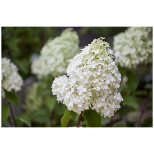 4063654261643 - Hydrangea paniculata Polar Bear Rispenhortensie weiß 40–60 cm