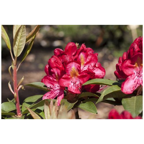 4063654327660 - Rhododendron Hybr Junifeuer leuchtend rot 30–40 cm