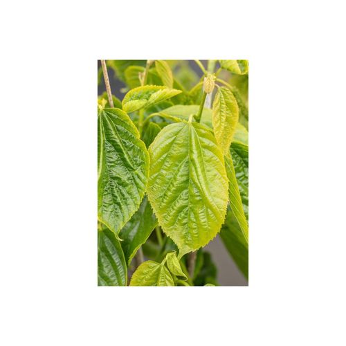 4063654835929 - Morus alba Giant Fruit Maulbeere große Früchte 50–60 cm