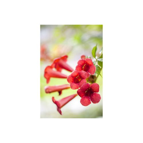4063654002581 - Campsis radicans Fire Trumpet Trompetenblume orange-rot 80–100 cm 4063654002581 - Campsis radicans Fire Trumpet Trompetenblume orange-rot 80–100 cm