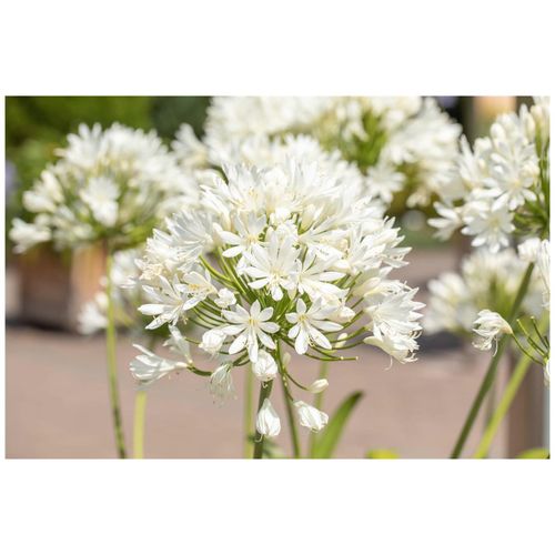 4063654247746 - Agapanthus Arctic Star Schmucklilie weiß 2-3 Liter Container - Inhalt 5