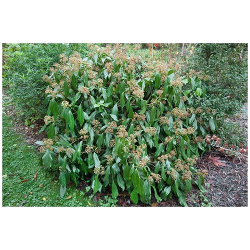 4063654283751 - Hedera colchica Persischer Efeu 60–100 cm 4063654283751 - Hedera colchica Persischer Efeu 60–100 cm