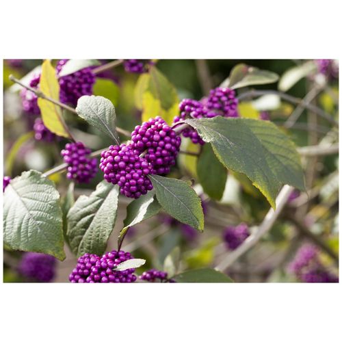 4063654806066 - Callicarpa bodinieri Profusion Schönfrucht violette Beeren 100–125 cm 4063654806066 - Callicarpa bodinieri Profusion Schönfrucht violette Beeren 100–125 cm