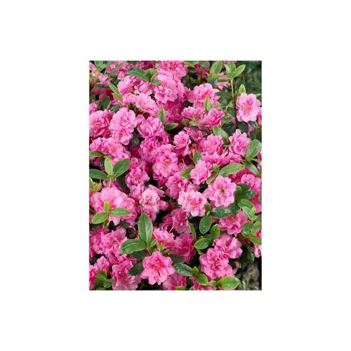 4063654072669 - Rhododendron obtusum Rosebud Azalee rosa Blüten 20–25 cm