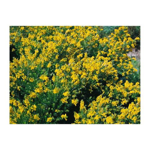 4063654850267 - Genista germanica Deutscher Ginster gelb 20–30 cm