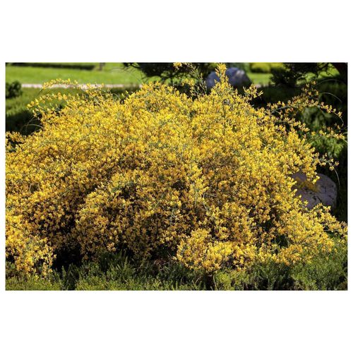 4063654332688 - Genista lydia Ginster gelb 20–30 cm 4063654332688 - Genista lydia Ginster gelb 20–30 cm