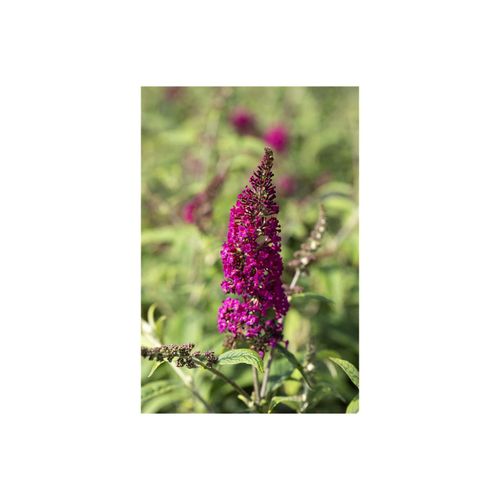 4063654274278 - Buddleja davidii Nanho Purple Schmetterlingsflieder lila 40–60 cm 4063654274278 - Buddleja davidii Nanho Purple Schmetterlingsflieder lila 40–60 cm