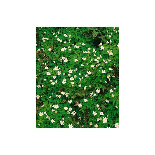 4063654286349 - Anemone nemorosa Alba Plena Buschwindröschen weiß ca 9x9 cm Topf