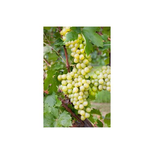 4063654274575 - Vitis vinifera Unio Weinrebe 80–100 cm 4063654274575 - Vitis vinifera Unio Weinrebe 80–100 cm