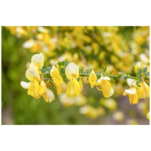 4063654850786 - Cytisus kewensis Niki Besenginster cremeweiß 20–30 cm