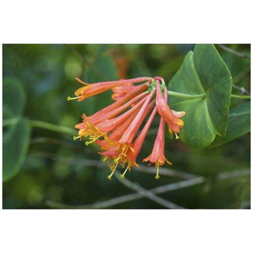 4063654244967 - Lonicera brownii Dropmore Scarlet Geißblatt scharlachrot 100–150 cm 4063654244967 - Lonicera brownii Dropmore Scarlet Geißblatt scharlachrot 100–150 cm