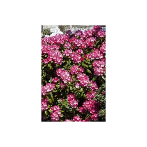 4063654077169 - Rhododendron yakushimanum Morgenrot rosa Blüten 30–40 cm