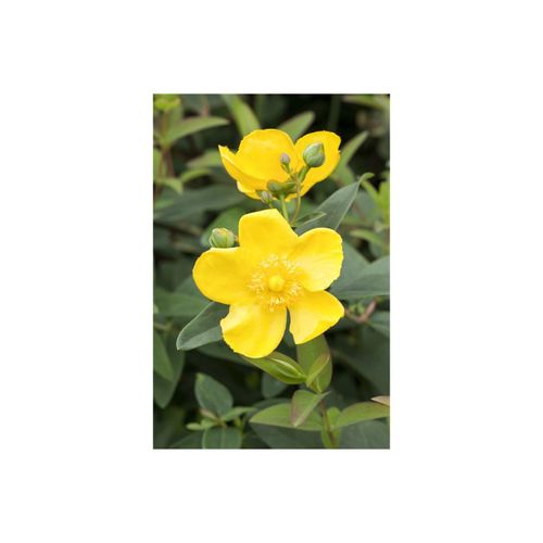 4063654231004 - Hypericum Hidcote Johanniskraut leuchtend gelb 40–60 cm