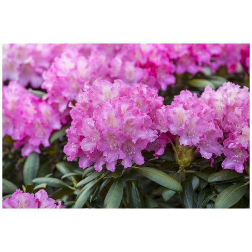4063654069058 - Rhododendron Hybr Anastasia Rhododendron rosa Blüten 40–50 cm 4063654069058 - Rhododendron Hybr Anastasia Rhododendron rosa Blüten 40–50 cm