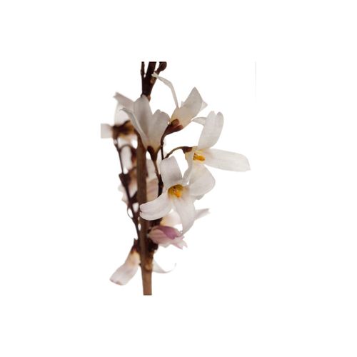 4063654817543 - Abeliophyllum distichum Weiße Forsythie duftend 40–60 cm