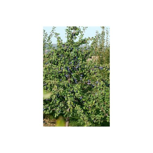 4063654270447 - Prunus domestica President Pflaume 150–200 cm