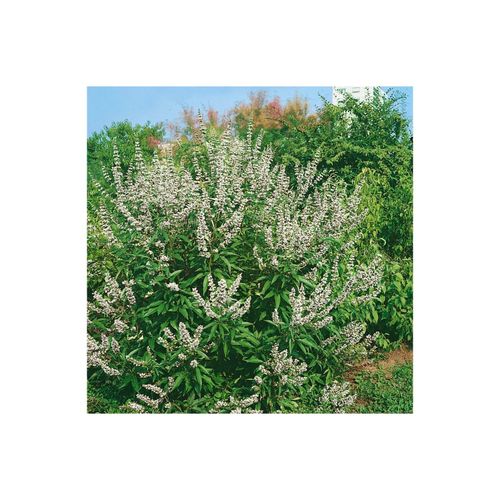 4063654817468 - Vitex agnus-castus Latifolia Alba Mönchspfeffer weiß 40–60 cm 4063654817468 - Vitex agnus-castus Latifolia Alba Mönchspfeffer weiß 40–60 cm