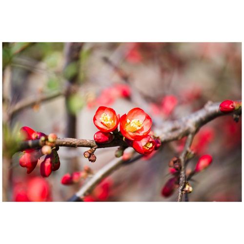 4063654229179 - Chaenomeles Crimson and Gold Zierquitte rot-gelb 40–60 cm 4063654229179 - Chaenomeles Crimson and Gold Zierquitte rot-gelb 40–60 cm