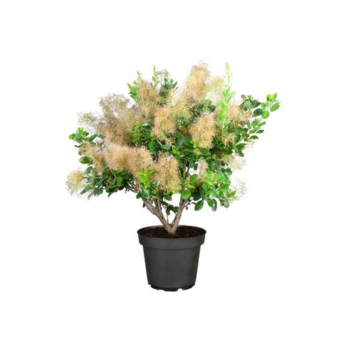 4063654255024 - Cotinus coggygria Young Lady Perückenstrauch kompakt 40–60 cm 4063654255024 - Cotinus coggygria Young Lady Perückenstrauch kompakt 40–60 cm