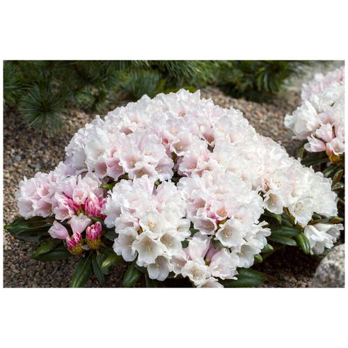 4063654085645 - Rhododendron yakushimanum Edelweiß weiß 40–50 cm 4063654085645 - Rhododendron yakushimanum Edelweiß weiß 40–50 cm