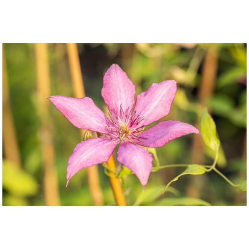 4063654812883 - Clematis Hybride Giselle Waldrebe rosa-lila 60–100 cm 4063654812883 - Clematis Hybride Giselle Waldrebe rosa-lila 60–100 cm