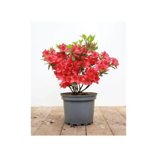 4063654094944 - Rhododendron obtusum Maruschka rot 20–25 cm 4063654094944 - Rhododendron obtusum Maruschka rot 20–25 cm