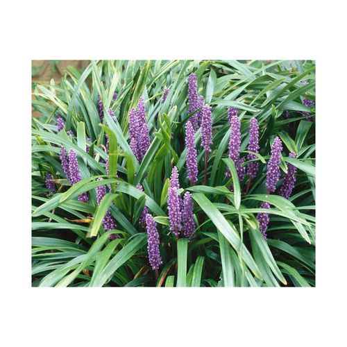 4063654303190 - Liriope muscari Ingwersen Lilientraube immergrün ca 9x9 cm Topf 4063654303190 - Liriope muscari Ingwersen Lilientraube immergrün ca 9x9 cm Topf