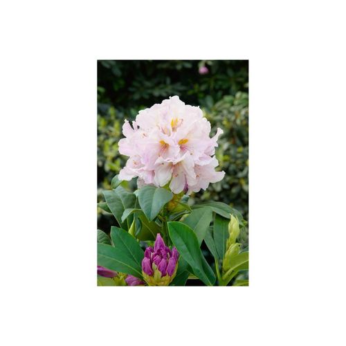 4063654075189 - Rhododendron Hybr Eskimo weiß 40–50 cm