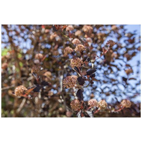 4063654850519 - Physocarpus opulifolius Blasenspiere 60–100 cm