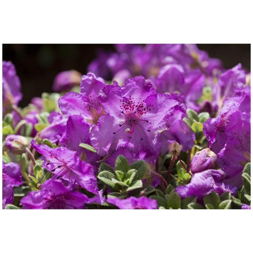 4063654085058 - Rhododendron keleticum Zwerg-Rhododendron lila Blüten 15–20 cm