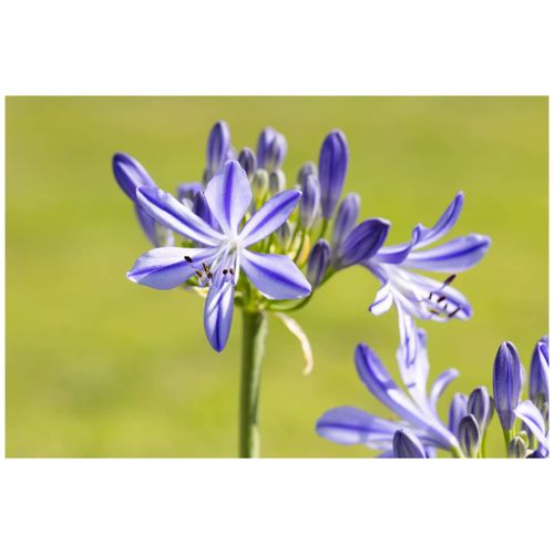 4063654227281 - Agapanthus Jacaranda Schmucklilie blau 2-3 Liter Container - Inhalt 5
