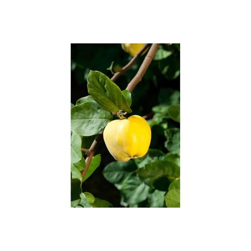 4063654100751 - Prunus domestica wergobst Terrassenobst 40 cm Stammhöhe