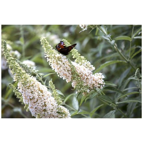 4063654224402 - Buddleja davidii Nanho White Schmetterlingsflieder weiß 60–80 cm