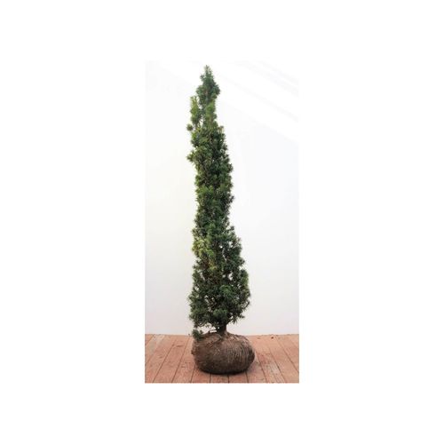 4063654866466 - Taxus baccata Fastigiata Säuleneibe immergrün 140–160 cm