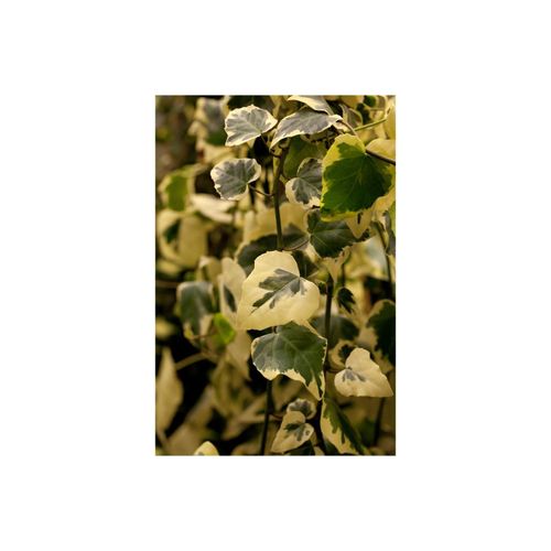 4063654247548 - Hedera colchica Dentata Variegata Efeu panaschiert 40–60 cm