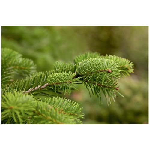 4063654805403 - Abies nordmanniana Nordmanntanne 80–100 cm