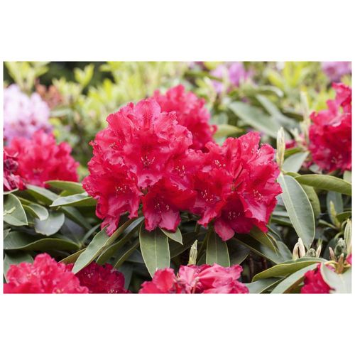 4063654090038 - Rhododendron Hybr Lagerfeuer leuchtend rot 30–40 cm 4063654090038 - Rhododendron Hybr Lagerfeuer leuchtend rot 30–40 cm