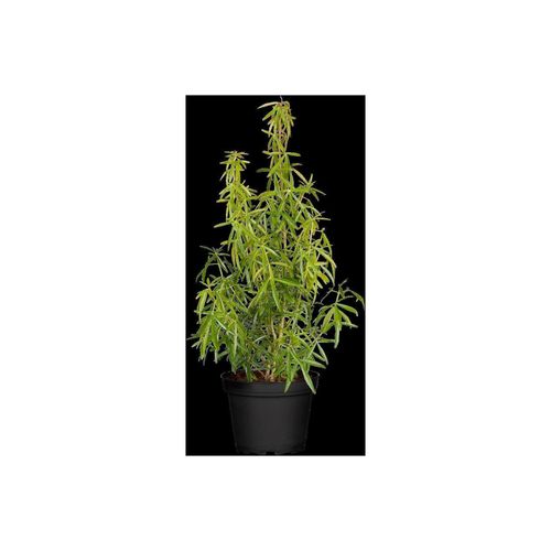 4063654251095 - Choisya ternata Aztec Pearl Orangenblume weiß 30–40 cm 4063654251095 - Choisya ternata Aztec Pearl Orangenblume weiß 30–40 cm