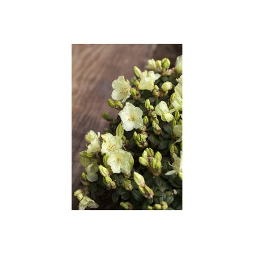 4063654097051 - Rhododendron ludlowii Wren gelb 20–25 cm