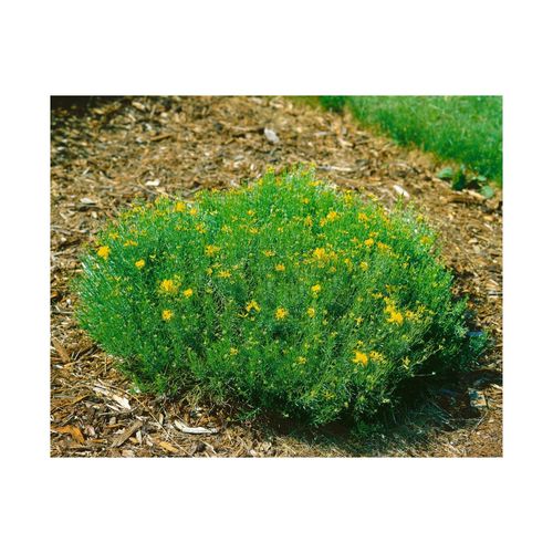 4063654332718 - Genista radiata Ginster gelb 20–30 cm