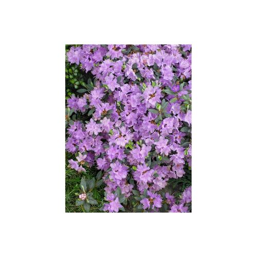 4063654080985 - Rhododendron impeditum Ramapo Zwerg-Rhododendron lila 20–25 cm