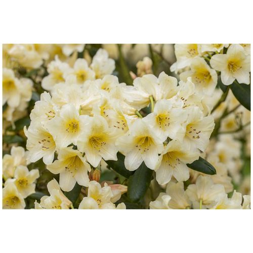 4063654090663 - Rhododendron yakushimanum Millenium Gold gelb 40–50 cm 4063654090663 - Rhododendron yakushimanum Millenium Gold gelb 40–50 cm