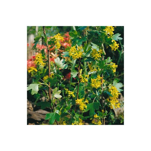 4063654850175 - Ribes alpinum Alpen-Johannisbeere 60–100 cm