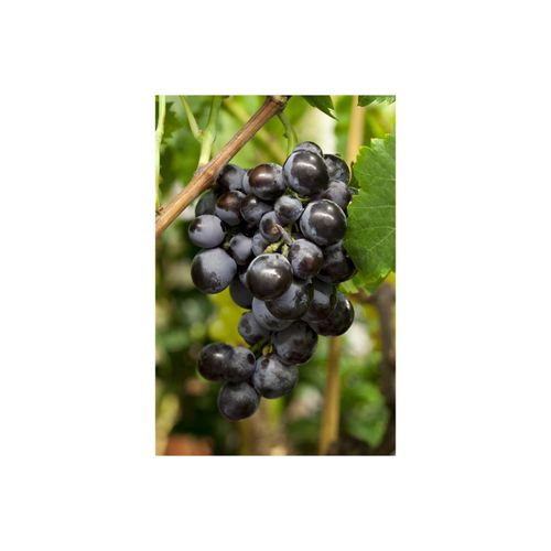 4063654248484 - Vitis vinifera Erdbeertraube Weinrebe 100–150 cm 4063654248484 - Vitis vinifera Erdbeertraube Weinrebe 100–150 cm