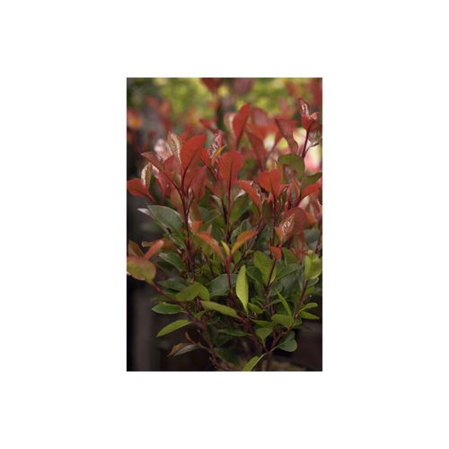 4063654320401 - Photinia fraseri Little Red Robin Glanzmispel rot 20–30 cm 4063654320401 - Photinia fraseri Little Red Robin Glanzmispel rot 20–30 cm