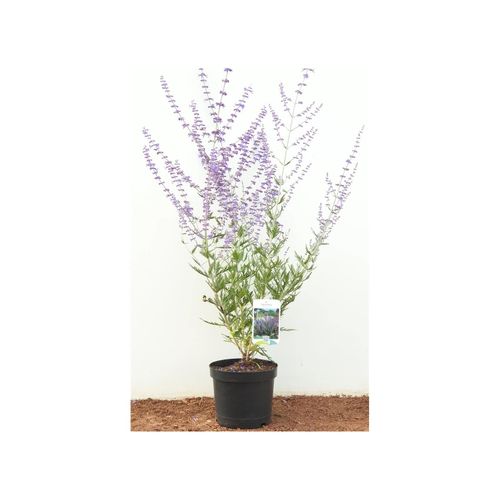 4063654260691 - Perovskia atriplicifolia Blue Spire Silberstrauch blau 40–60 cm 4063654260691 - Perovskia atriplicifolia Blue Spire Silberstrauch blau 40–60 cm