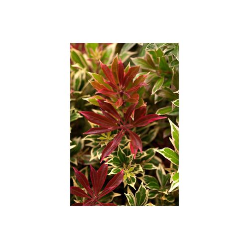 4063654240839 - Pieris japonica Flaming Silver Japanische Lavendelheide 20–25 cm 4063654240839 - Pieris japonica Flaming Silver Japanische Lavendelheide 20–25 cm