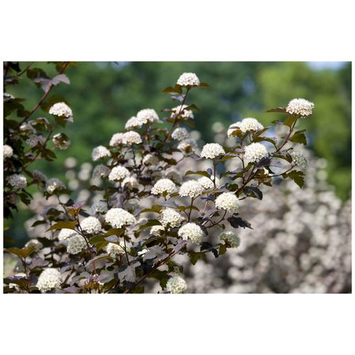 4063654242833 - Physocarpus opulifolius Diabolo Blasenspiere dunkelrot 80–100 cm 4063654242833 - Physocarpus opulifolius Diabolo Blasenspiere dunkelrot 80–100 cm