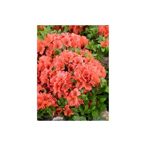 4063654090243 - Rhododendron obt Geisha Orange orange Blüten 15–20 cm